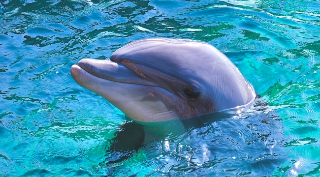dolphin in the watrer