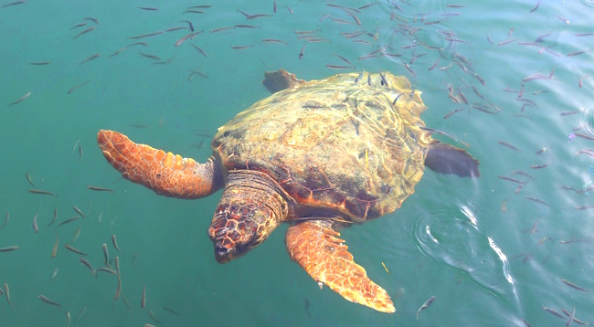 turtle in the sea - caretta caretta